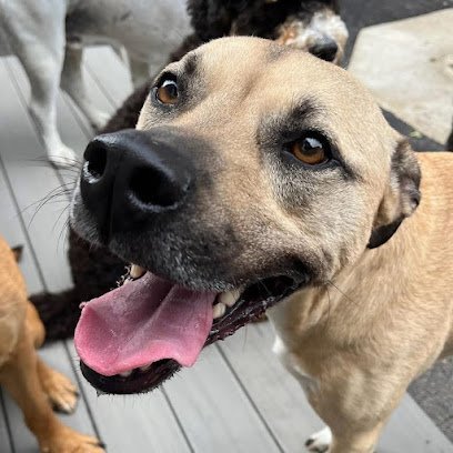 Dog day care in Hamden Connecticut The Barking Lot 1