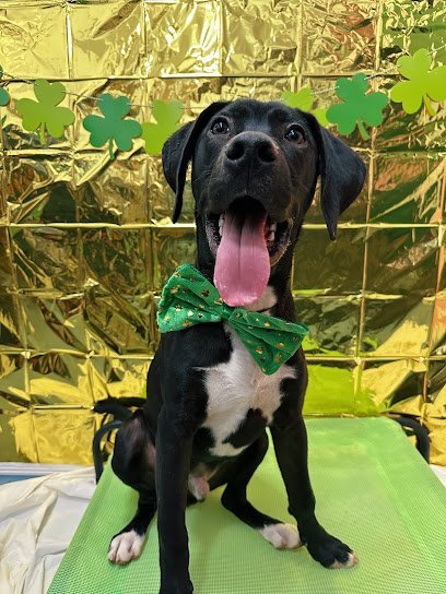 Dog day care in Harbeson, Delaware - Elite Retreat Dog day care in Harbeson, Delaware - Elite Retreat