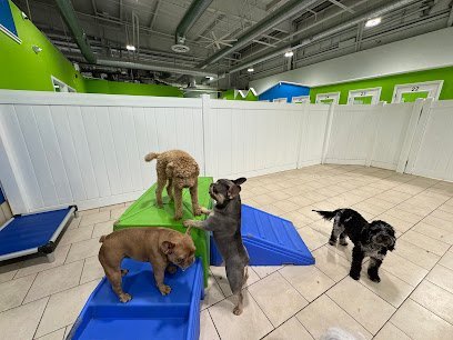 Dog day care in Hartford Connecticut Hounds Town Hartford 1