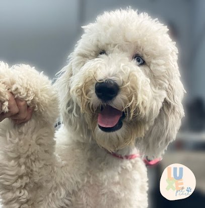 Dog day care in Hialeah Gardens Florida Luxe Pet Care Hialeah Gardens Dog Daycare Dog Grooming Dog Hotel 1