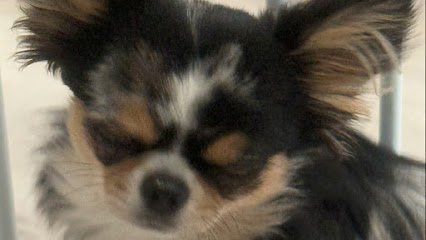 Dog day care in Hollywood Florida A Paw Above 1