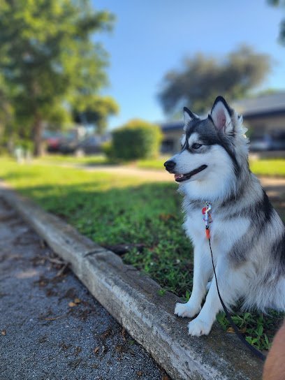 Dog day care in Hollywood Florida Adipetcare 1