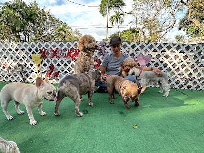 Dog day care in Hollywood Florida Budaro Dog House 1