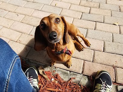 Dog day care in Hollywood Florida Lucky Dogs Pet Sitting 1