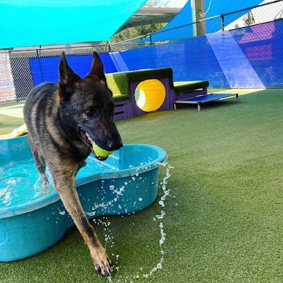 Dog day care in Jacksonville Beach Florida Beaches Jet Set Pets 1