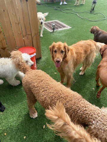 Dog day care in Jacksonville Beach Florida Everything Is Pawsible 1