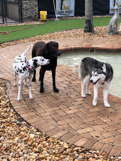 Dog day care in Jacksonville Florida Bark Avenue Pet Resort 1