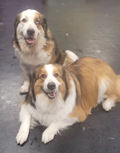 Dog day care in Jacksonville Florida Central Bark Jacksonville 1