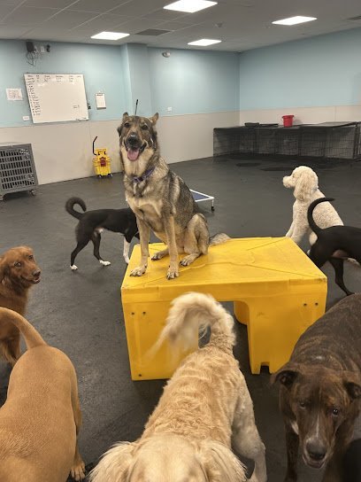 Dog day care in Jacksonville Florida Dogtopia of Jacksonville Beach Blvd 1