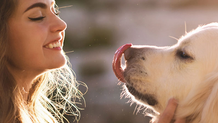 Dog day care in Jacksonville Florida Dogtown 1