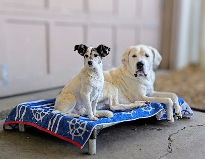 Dog day care in Jacksonville Florida Duval Dogs Daycare and Boarding 1