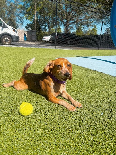 Dog day care in Jacksonville Florida Furever Vets Central Urgent Care Pet Resort 1