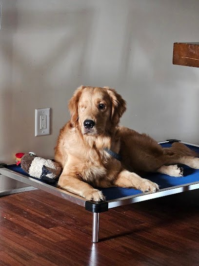 Dog day care in Jacksonville Florida Karma K9 1