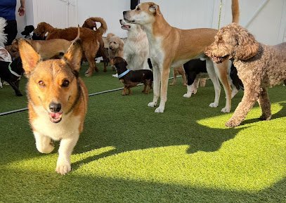 Dog day care in Jupiter Florida DogsWorld Resort 1