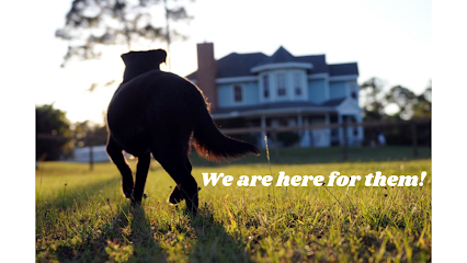 Dog day care in Jupiter Florida FITPup 1