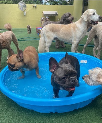 Dog day care in Jupiter Florida Lush Dog Resort 1