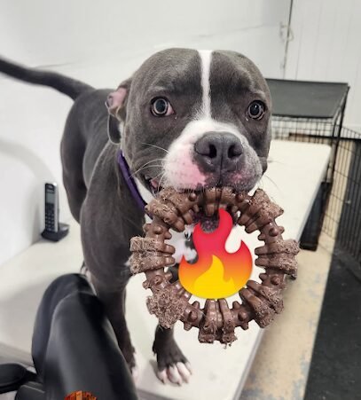 Dog day care in Jupiter Florida Palm Beach Paw Spa 1