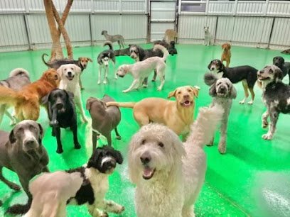 Dog day care in Jupiter Florida The Waldog Astoria INC 1