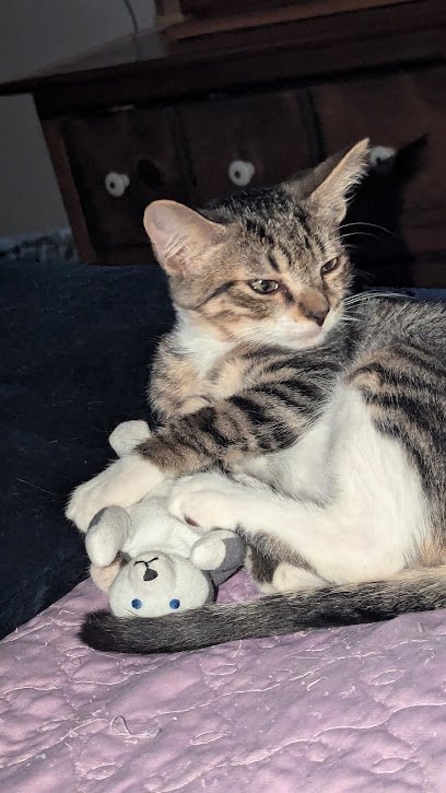 Dog day care in Lake Alfred Florida Lake Alfred Animal Hospital 1