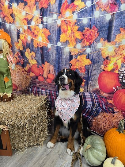 Dog day care in Lakeland Florida Classy Canines Pet Resort 1