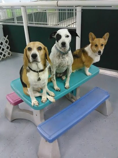 Dog day care in Lakeland Florida Four Paws Only 1