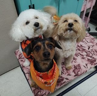 Dog day care in Lakeland Florida Hollywoof Pet Resort 1