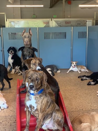 Dog day care in Lakewood Colorado Camp Bow Wow Lakewood South