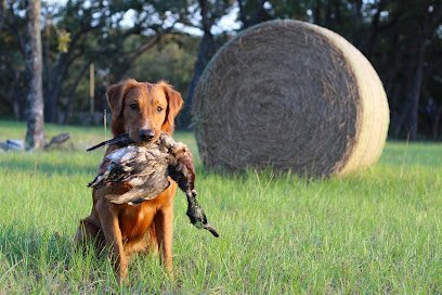 Dog day care in Lecanto Florida Rushe Retriever Camp LLC 1