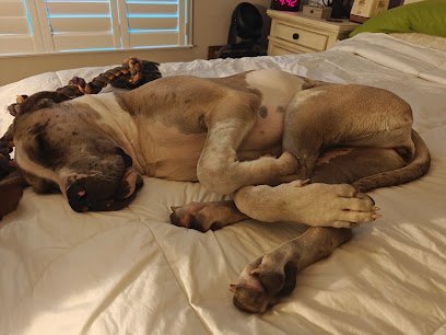 Dog day care in Leesburg Florida Preppy Pet Leesburg 1