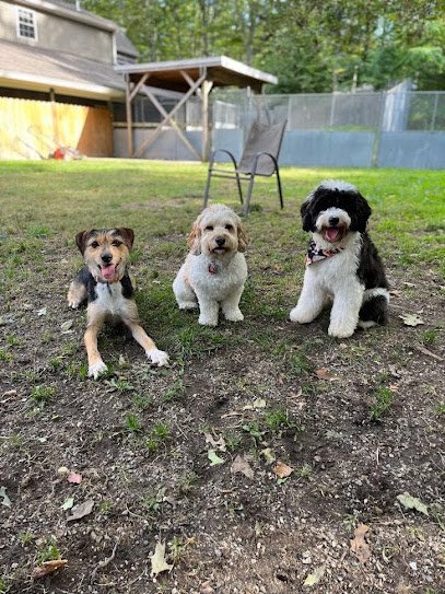 Dog day care in Litchfield Connecticut Katalyst Kennels 1