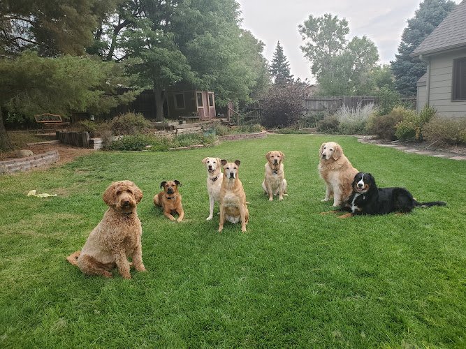 Dog day care in Littleton Colorado Wonder Mutt Pet Services llc