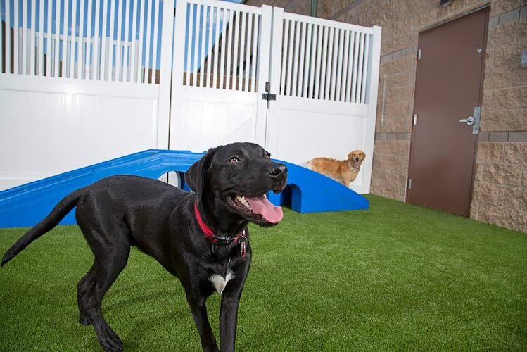 Dog day care in Longmont Colorado Camp Bow Wow Longmont