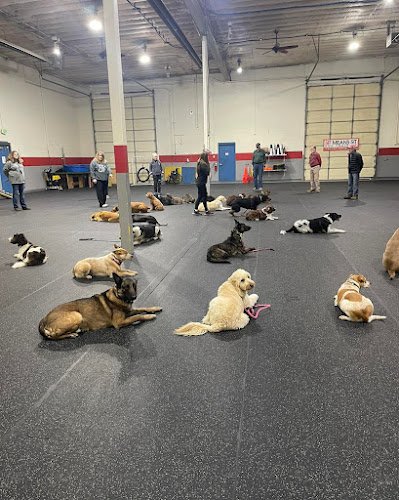 Dog day care in Longmont Colorado Sit Means Sit Dog Training