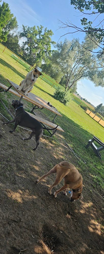 Dog day care in Longmont Colorado Woof Logic