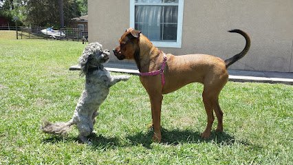 Dog day care in Lutz Florida Corso Jim s Puppy Ranch 1