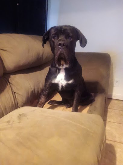 Dog day care in Magnolia, Delaware - Doggie BnB dog boarding Dog day care in Magnolia, Delaware - Doggie BnB dog boarding