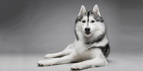 Dog day care in Maitland Florida D DOG S LODGE 1