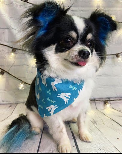 Dog day care in Marianna Florida Gypsy Pet Resort 1