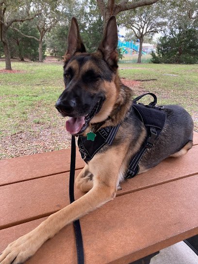 Dog day care in Melbourne Florida K9s Place 1