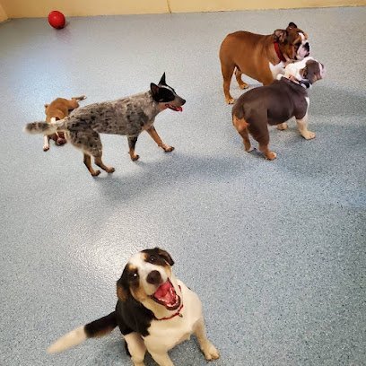 Dog day care in Melbourne Florida Preppy Pet 1