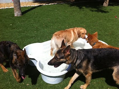 Dog day care in Merritt Island Florida Ohana Pet Resort 1