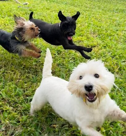 Dog day care in Miami Florida Dog Dude Ranch 1