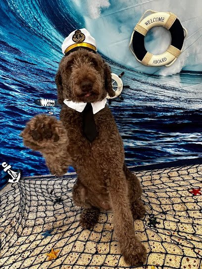 Dog day care in Miami Florida Dogs Friends Miami 1