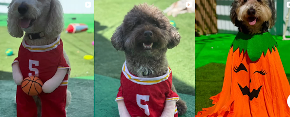 Dog day care in Miami Florida Dogs Mini Miami 1