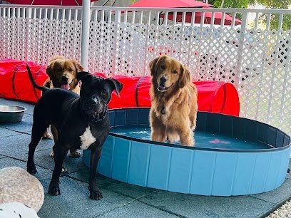 Dog day care in Miami Florida Fifi s Urban Dogs 1