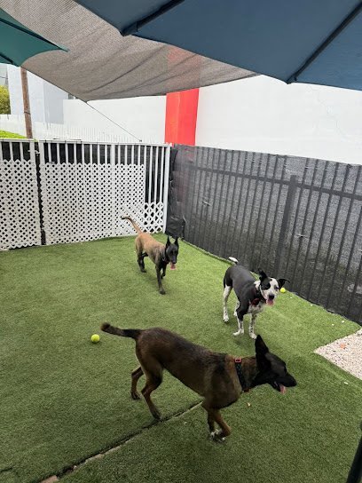 Dog day care in Miami Florida FurNation 1