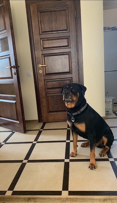 Dog day care in Miami Florida Greenfield Animal Hospital 1