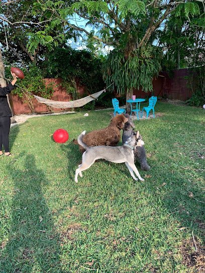 Dog day care in Miami Florida Happy Tails Resort 1