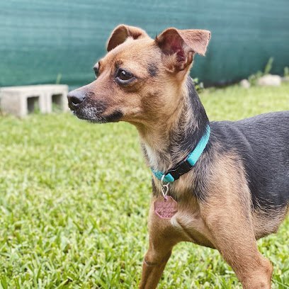 Dog day care in Miami Florida Miami Dog Sitting and Boarding 1