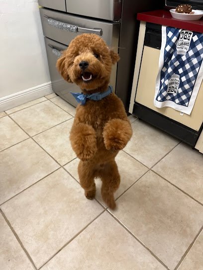 Dog day care in Miami Florida Miami s Pet Grooming Bird Road Store 1